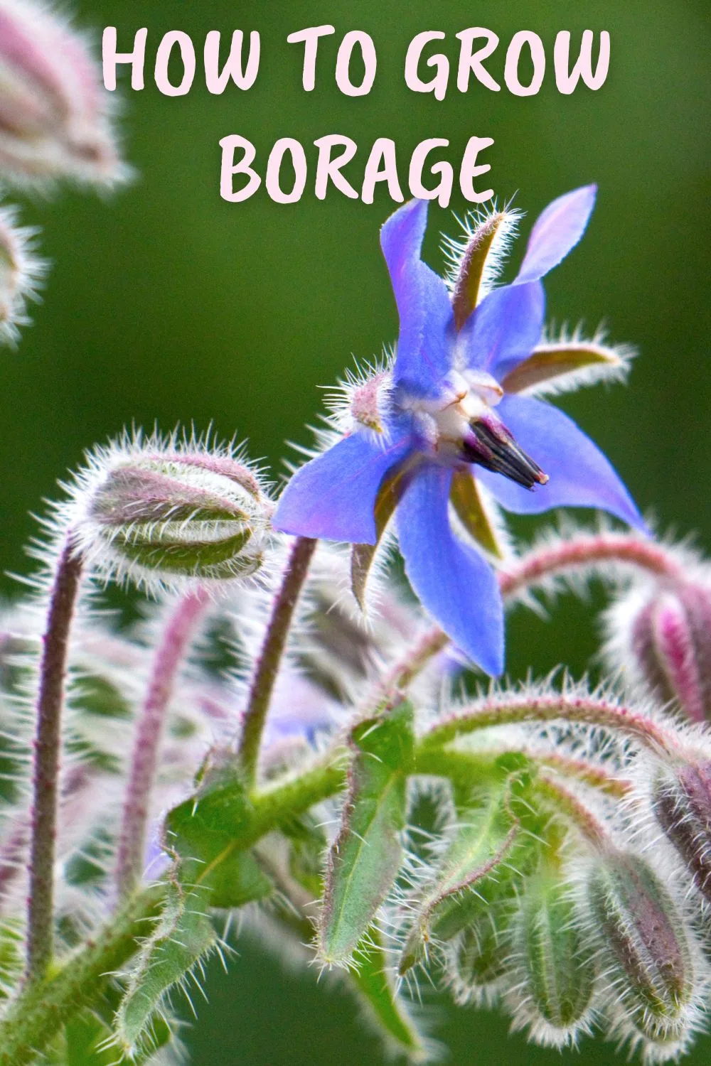 How to grow borage.