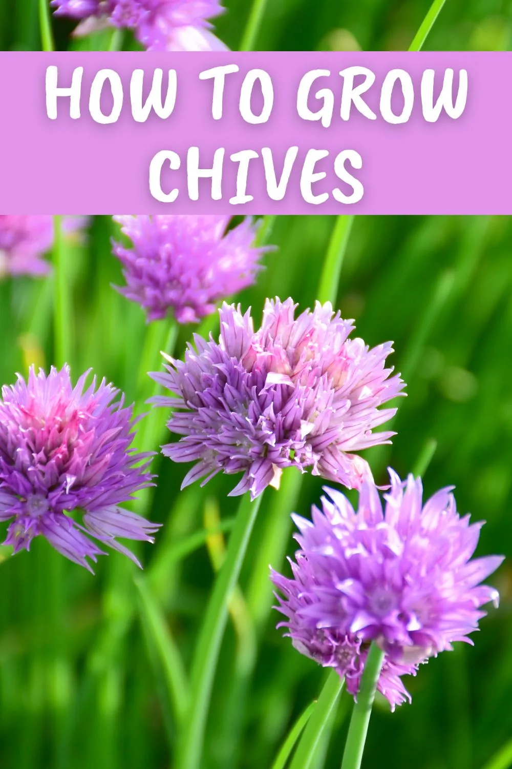 How to grow chives.