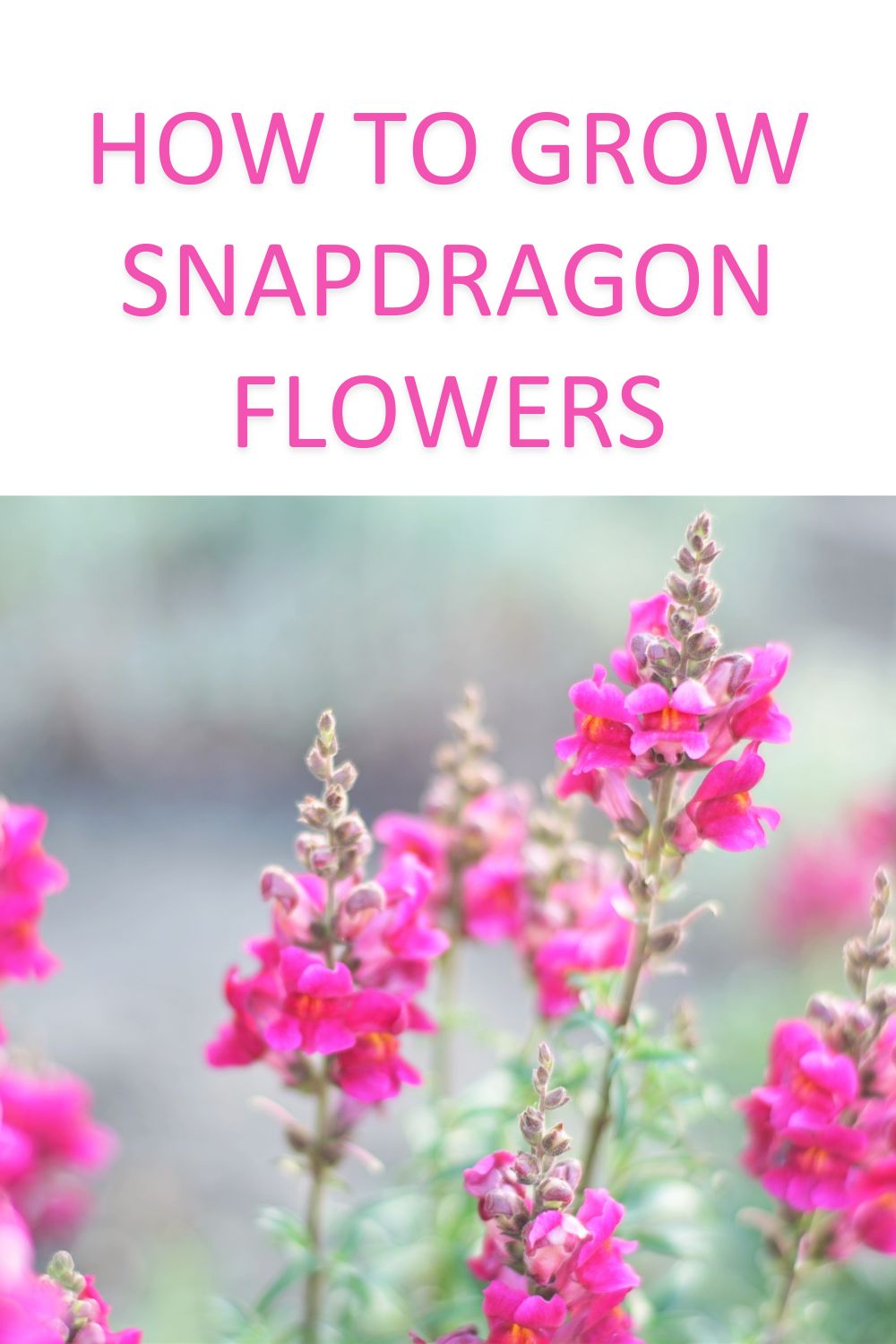 How to grow snapdragon flowers.