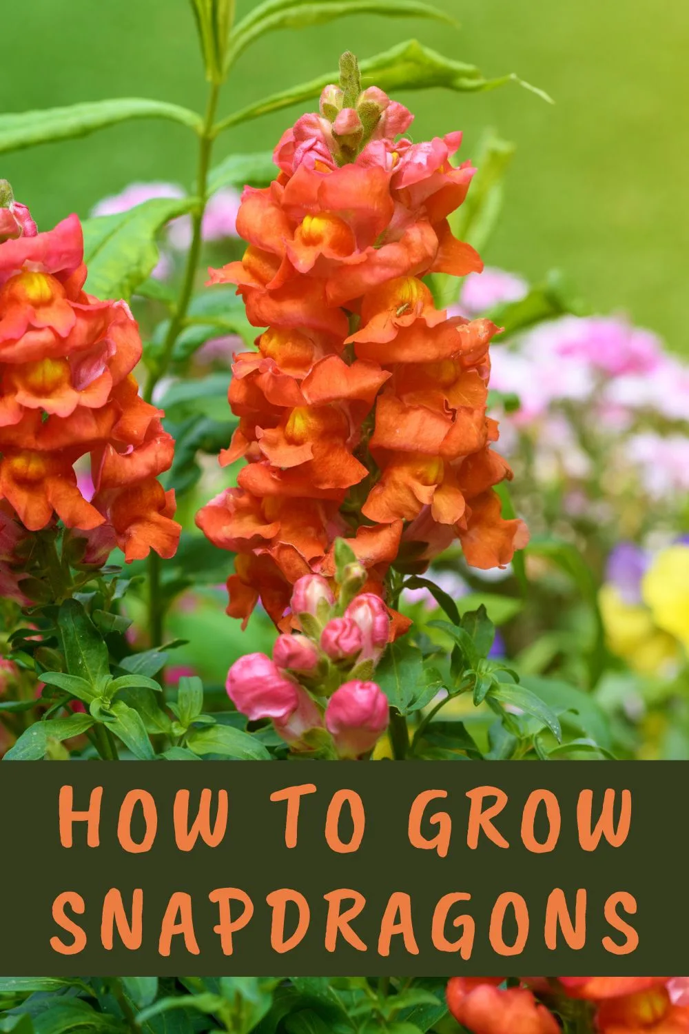 How to grow snapdragons