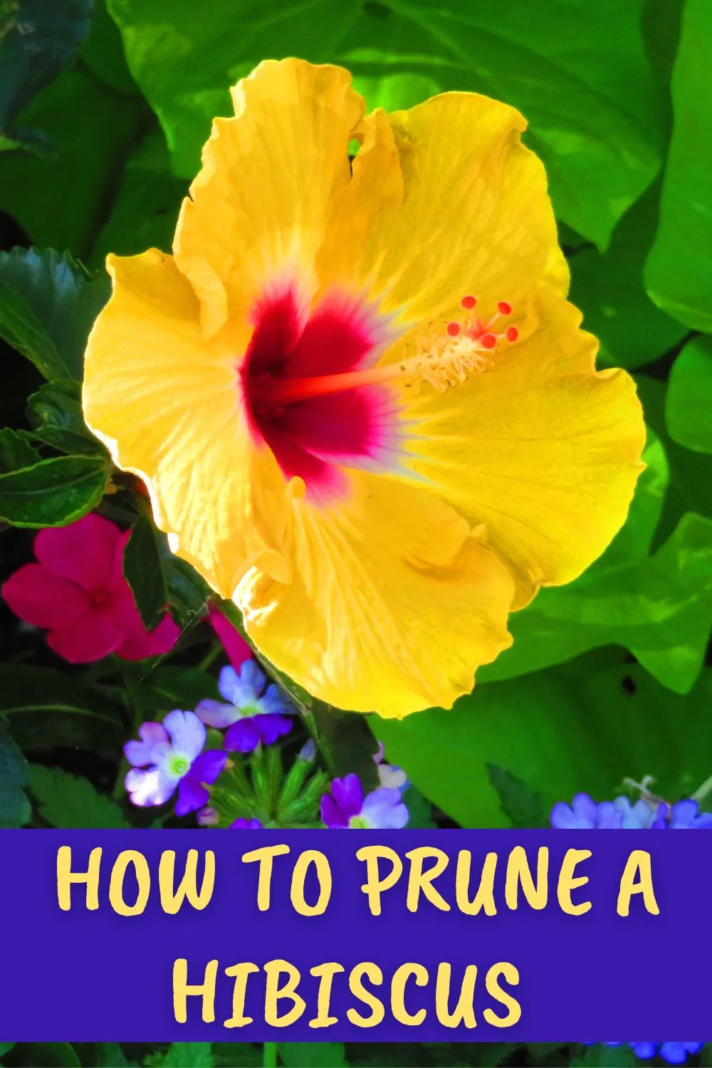 How to prune a hibiscus