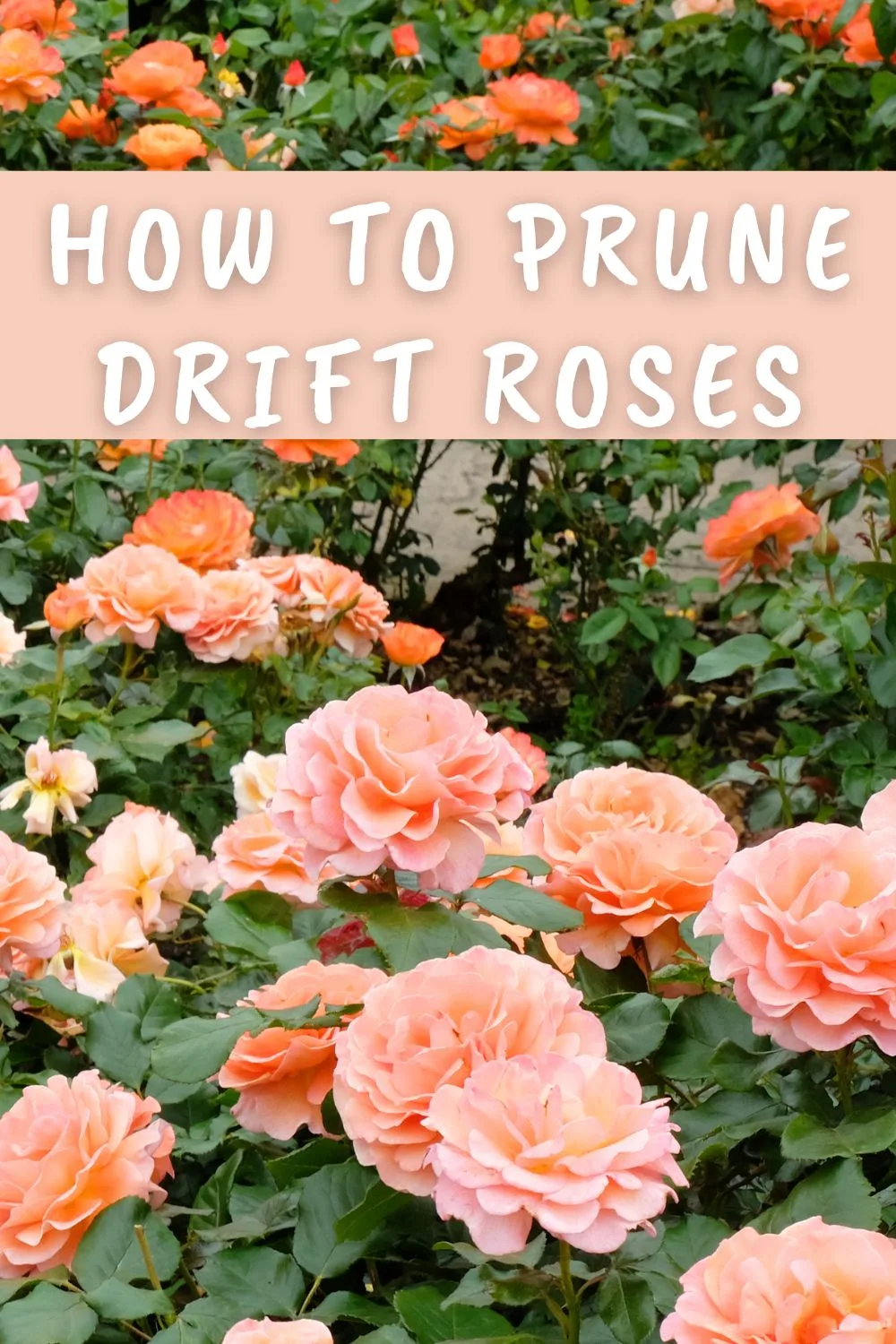 How to prune drift roses.