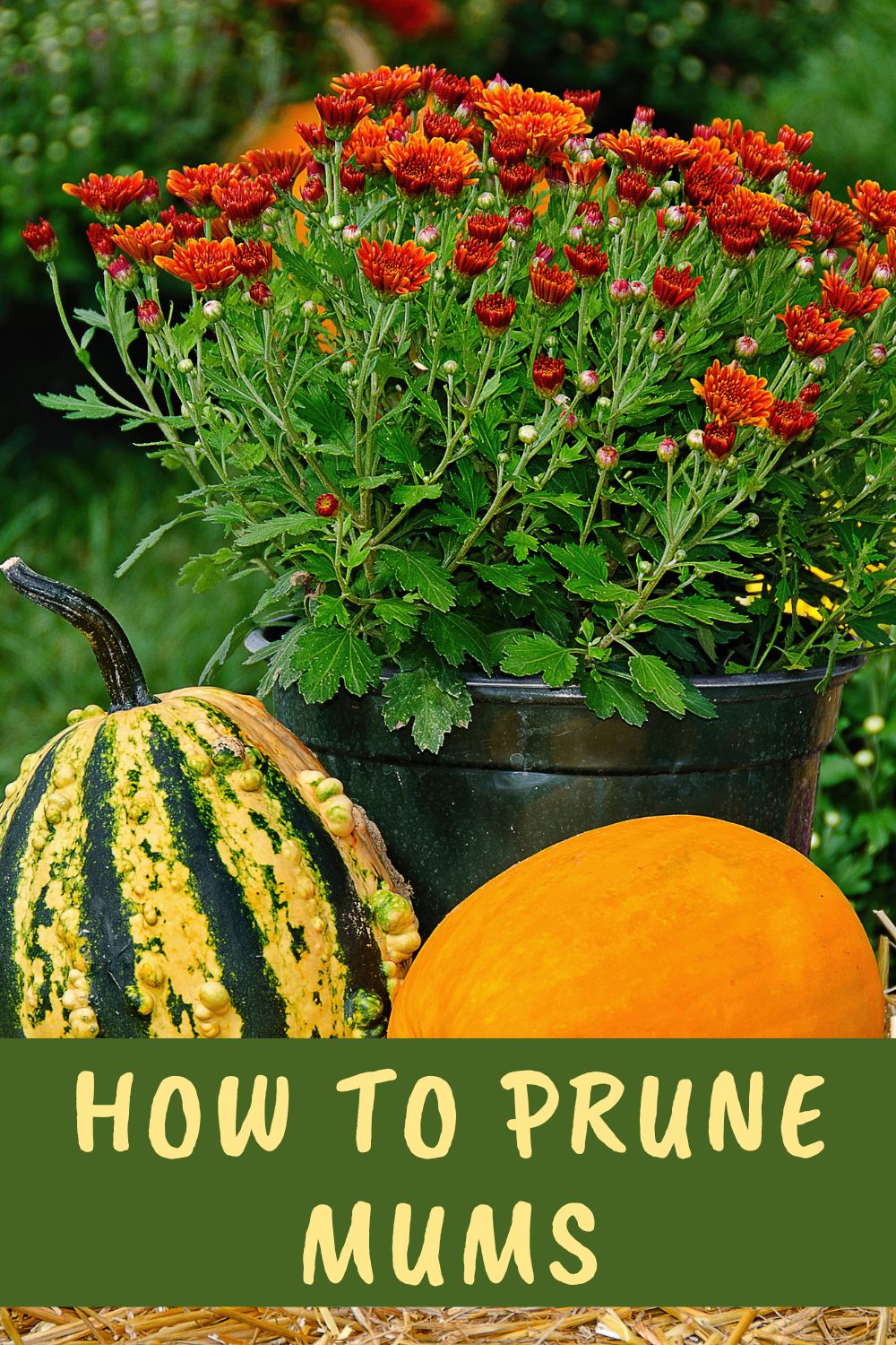 How to prune mums.