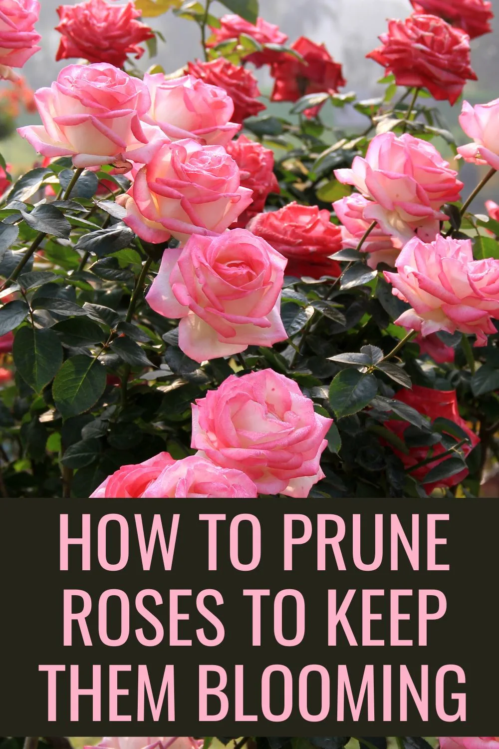 How to prune roses to keep them blooming