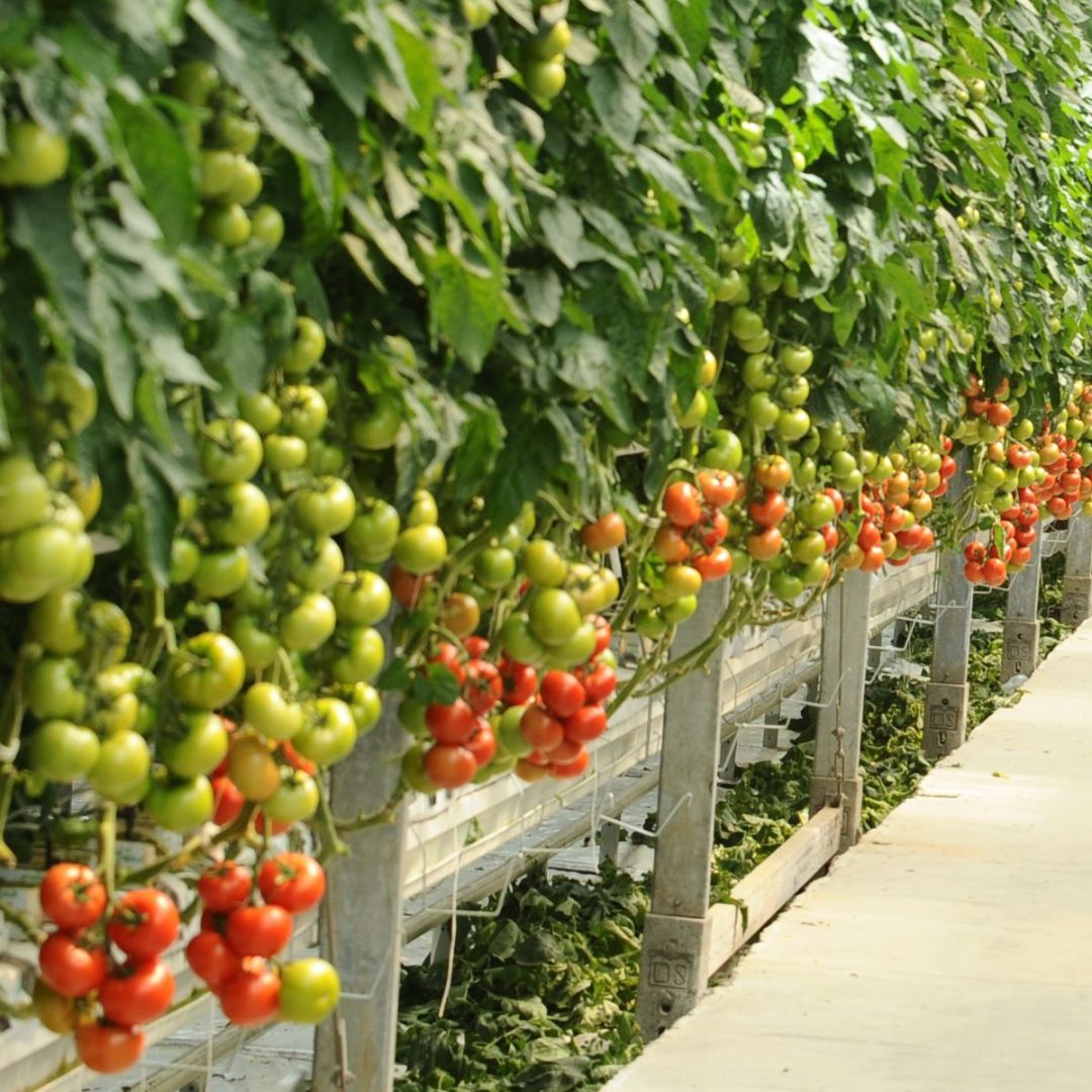 Best Hydroponic Vegetables To Grow