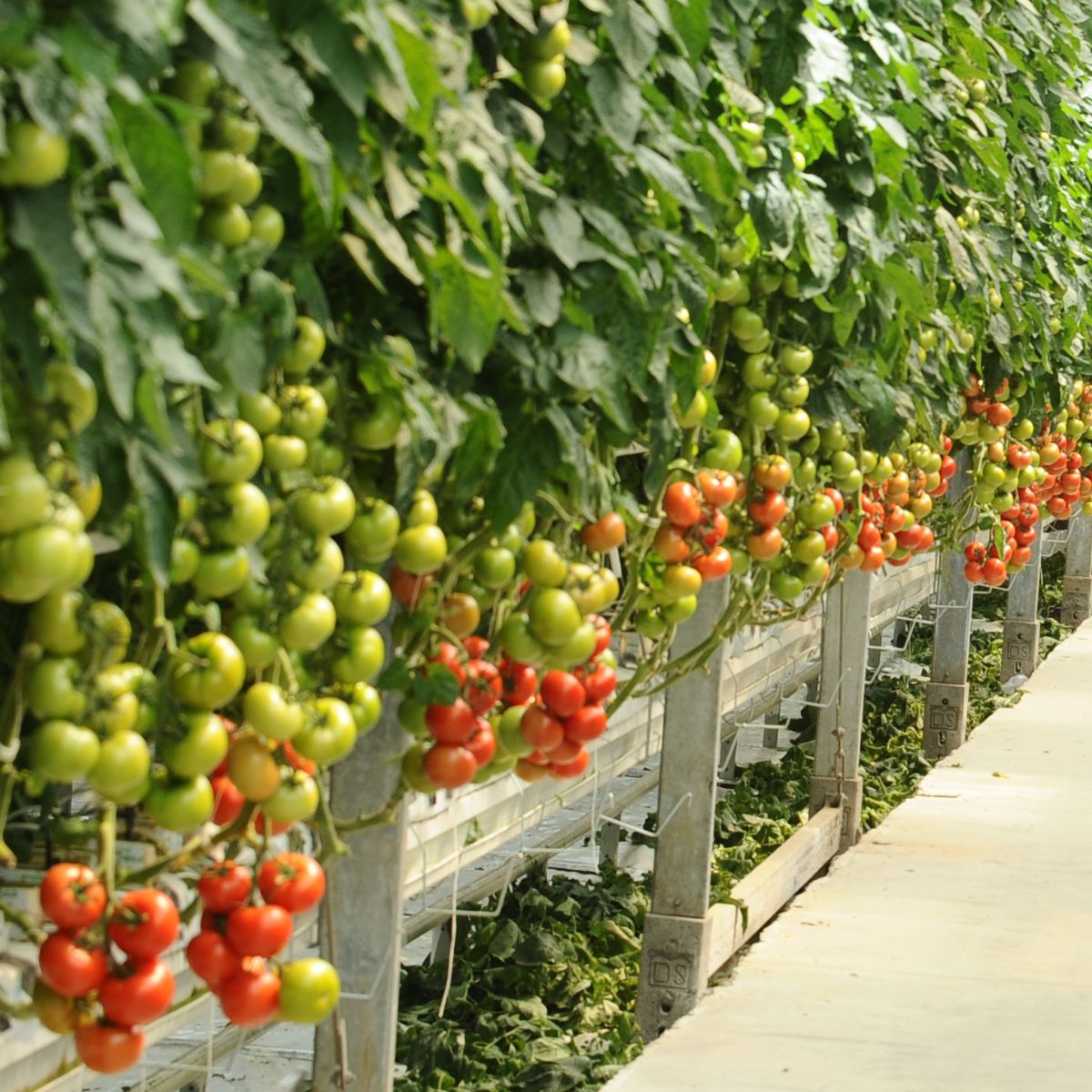 Lots of hydroponic tomatoes ready to be harvested