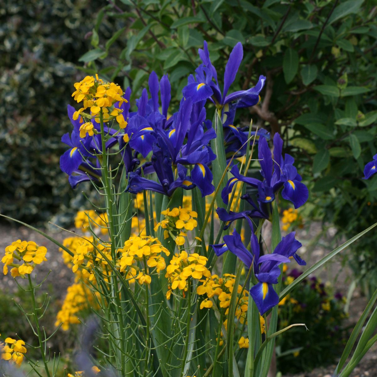 Indigo colored iris surrounded by tiny yellow flowers.