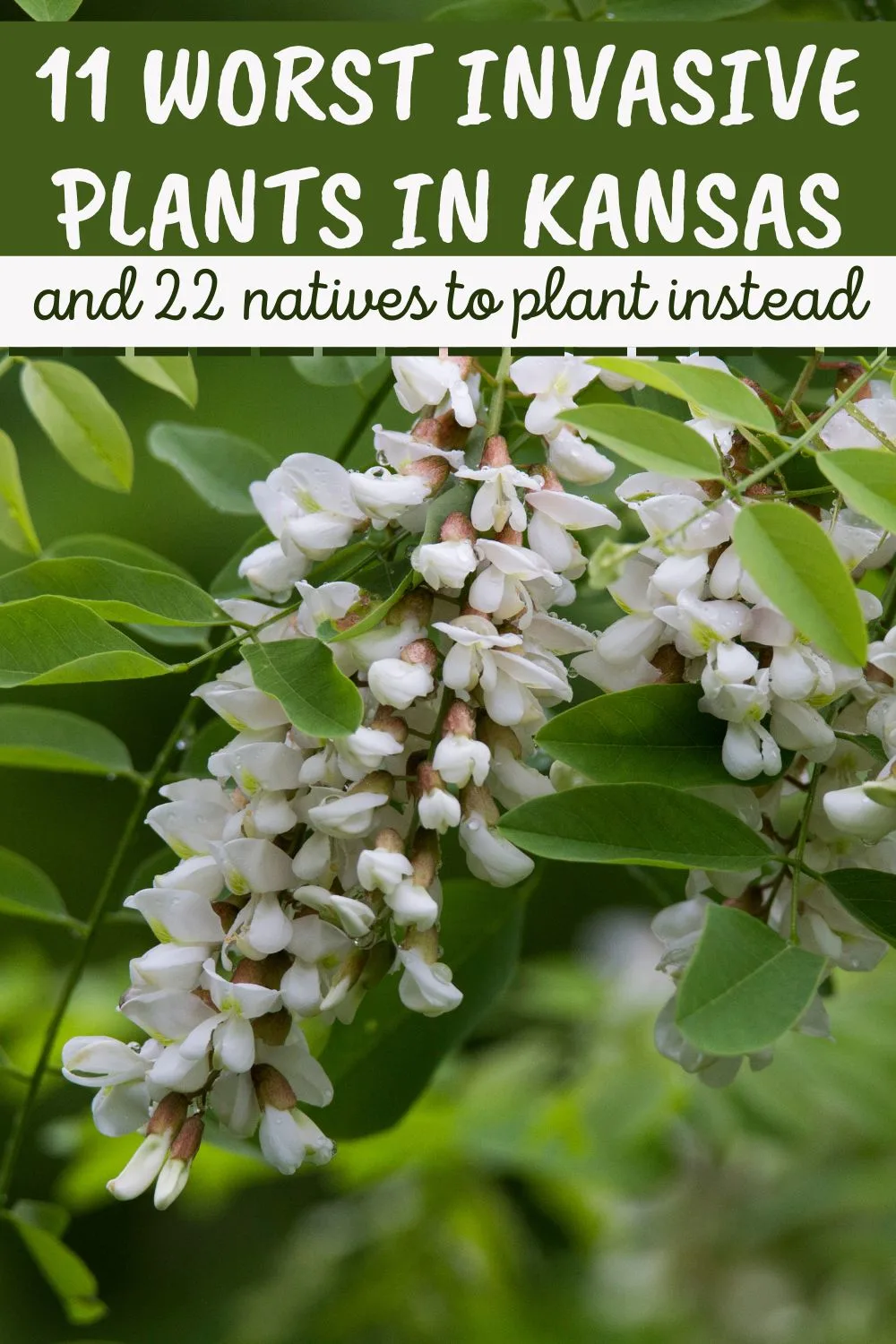 11 worst invasive plants in Kansas and 22 natives to plant instead.
