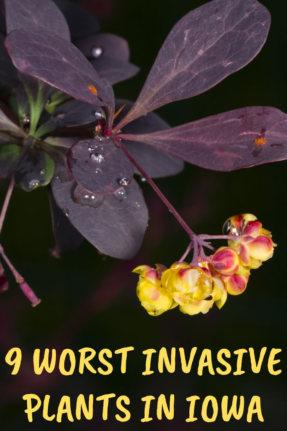 9 Worst Invasive Plants in Iowa