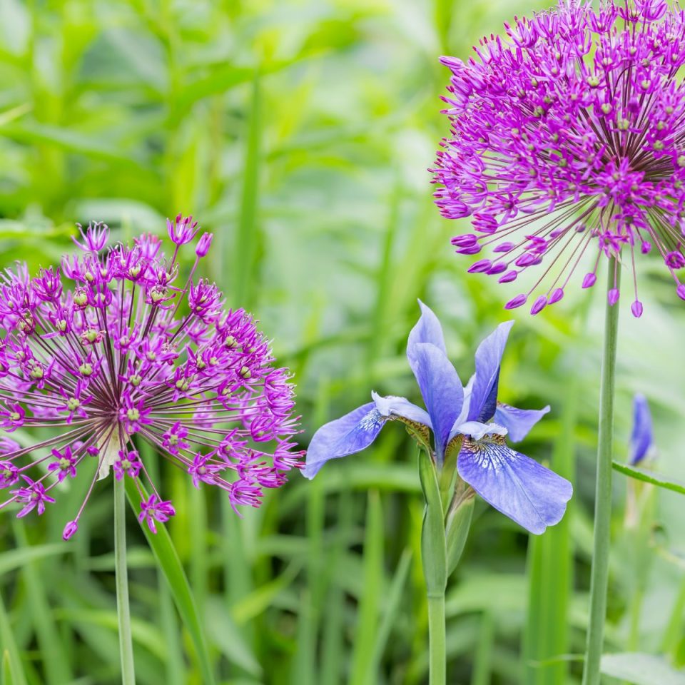 7 Perfect Companion Plants For Iris