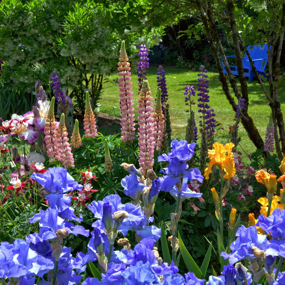 A beautiful mixture of iris, lupine and columbine flowers. 