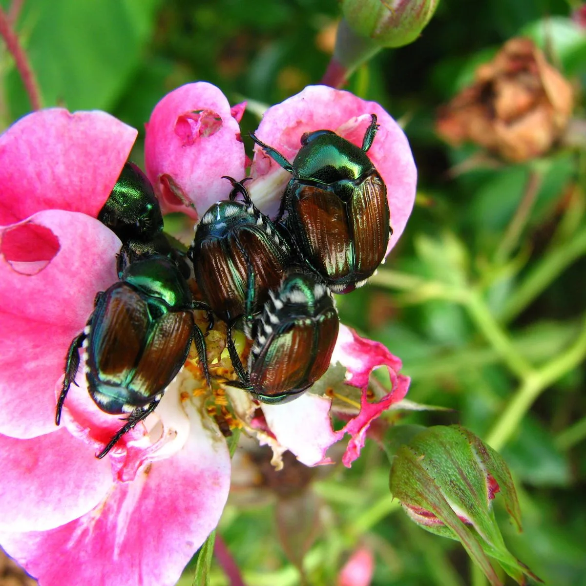 A bunch of Japanese beetles on a pink rose.