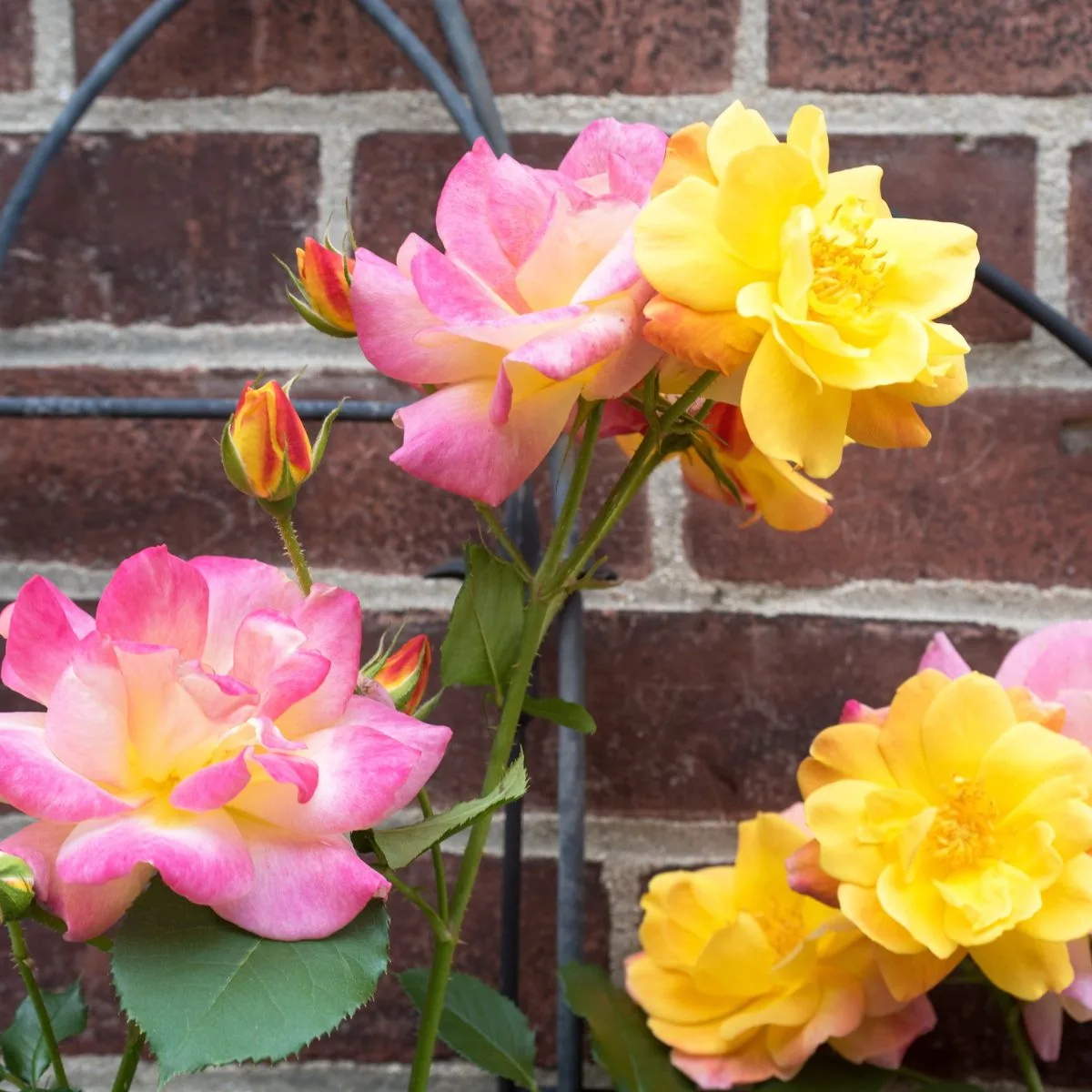 Joseph's coat roses going up a black metal trellis, in front of a brick wall. 