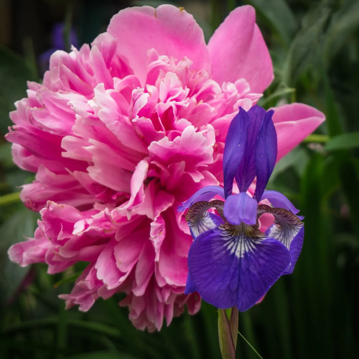 A small mauve colored iris paired with a large bright pink peony. 