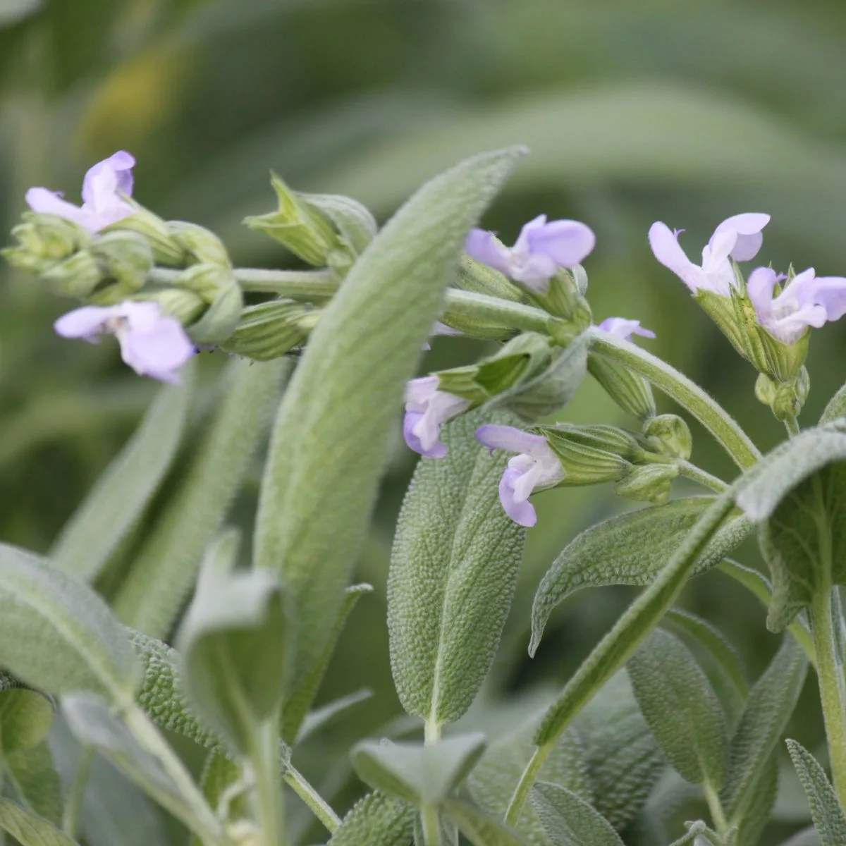 pale purple colored sage flowers.