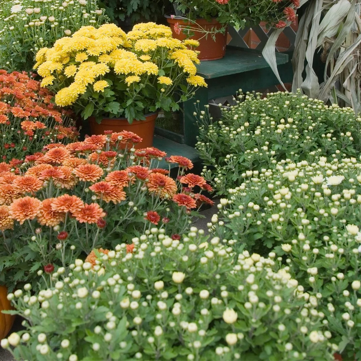 Lots of mums in differnt colors: cream, yellow, and burgundy. 