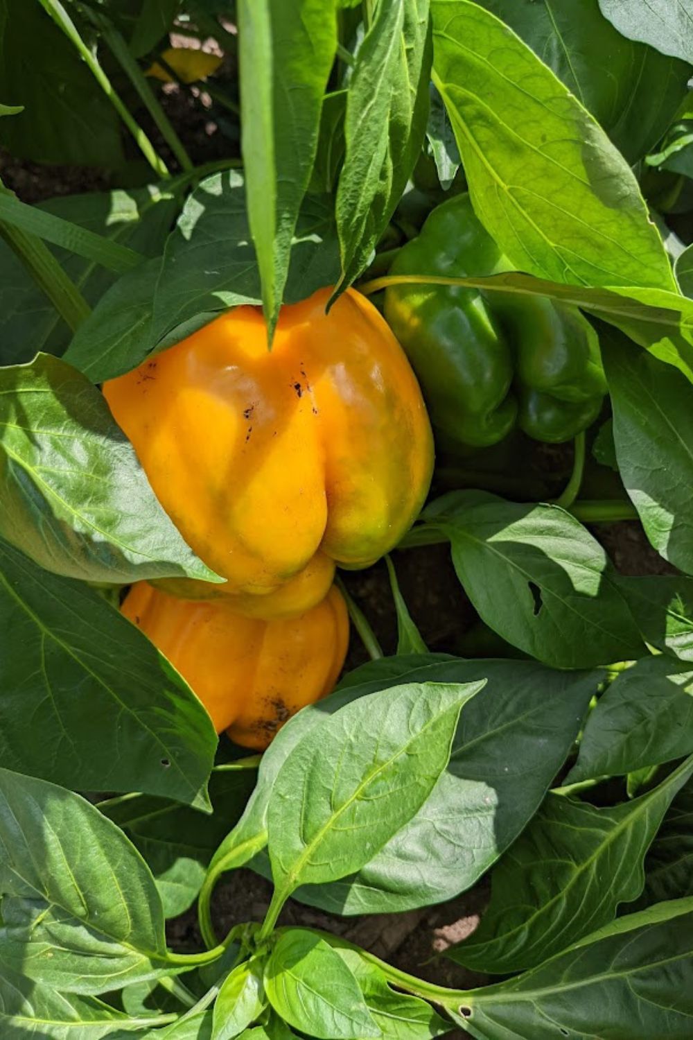 Orange bell peppers.