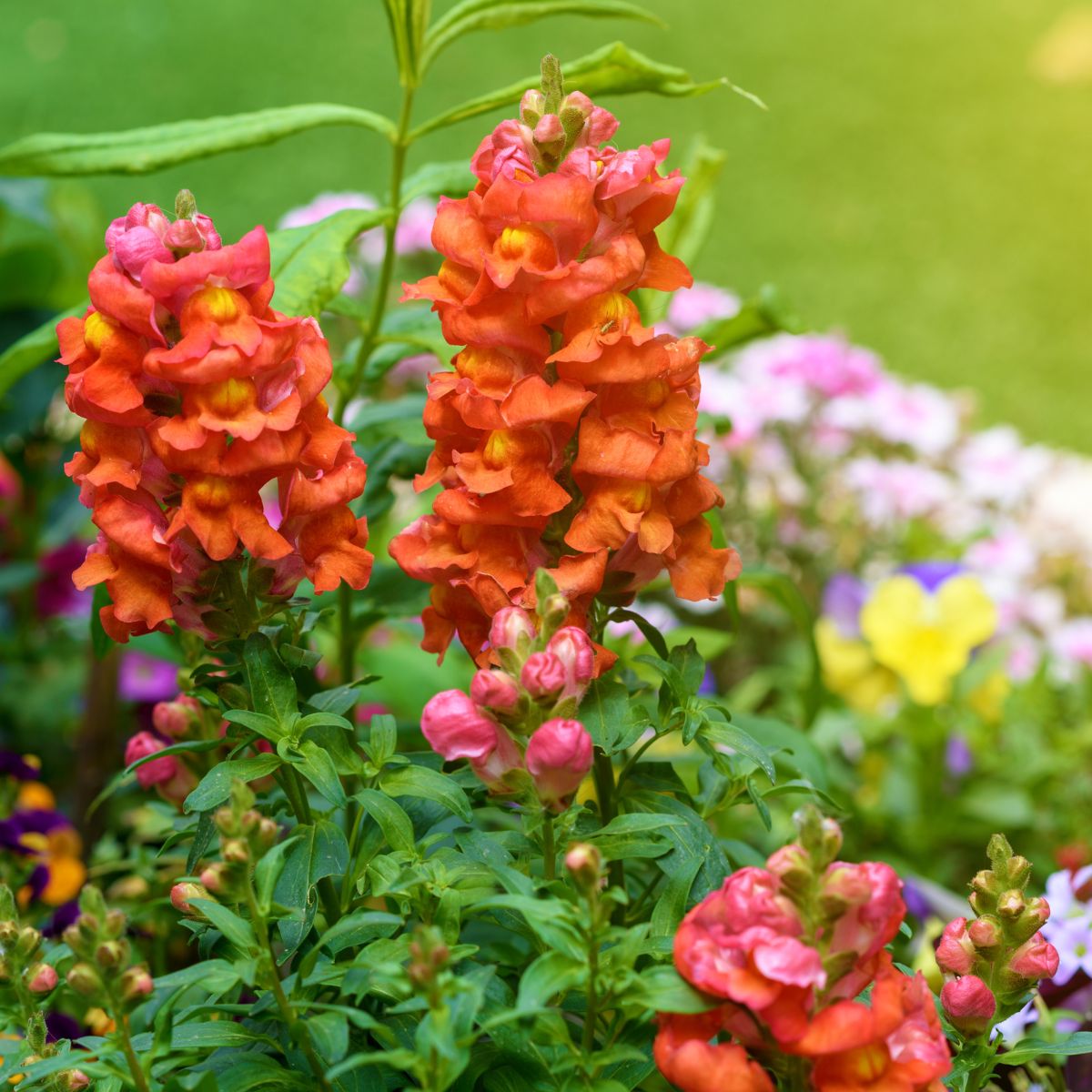 Bright orange snapdragon flowers.