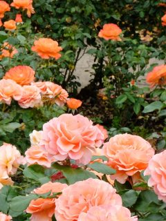 Peached colored drift roses.