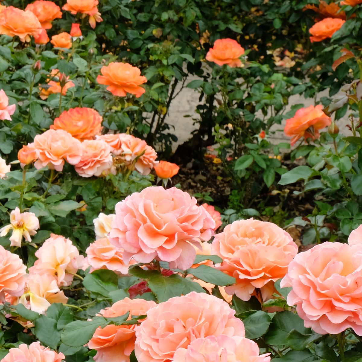 Peached colored drift roses. 