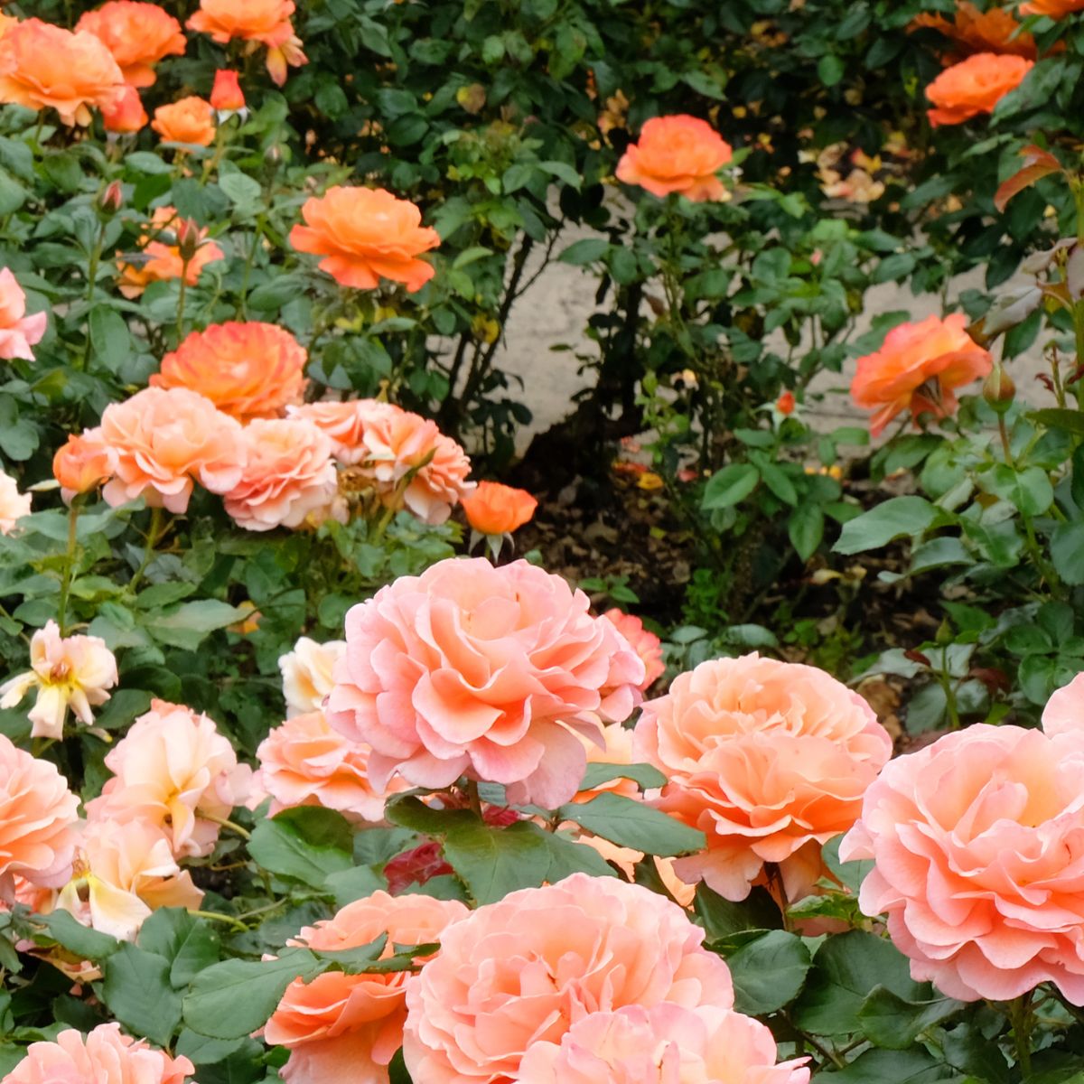 When Do Drift Roses Bloom