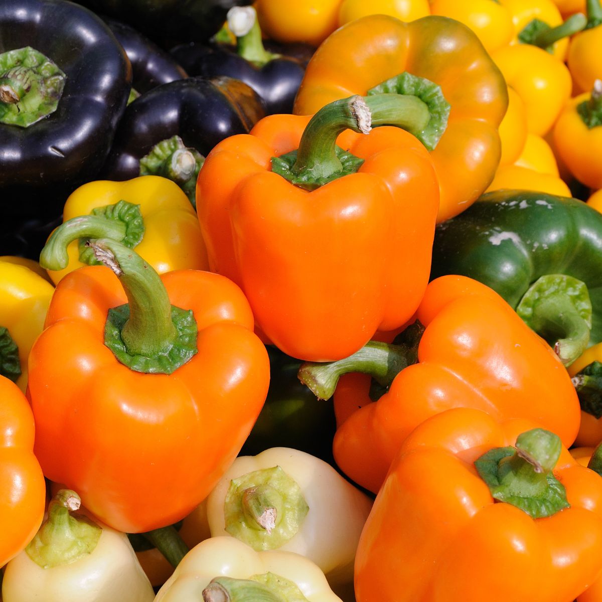 A bunch of orange, purple, yellow and green bell peppers. 