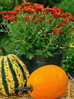 a potted mum plant with a couple of pumpking in front of it