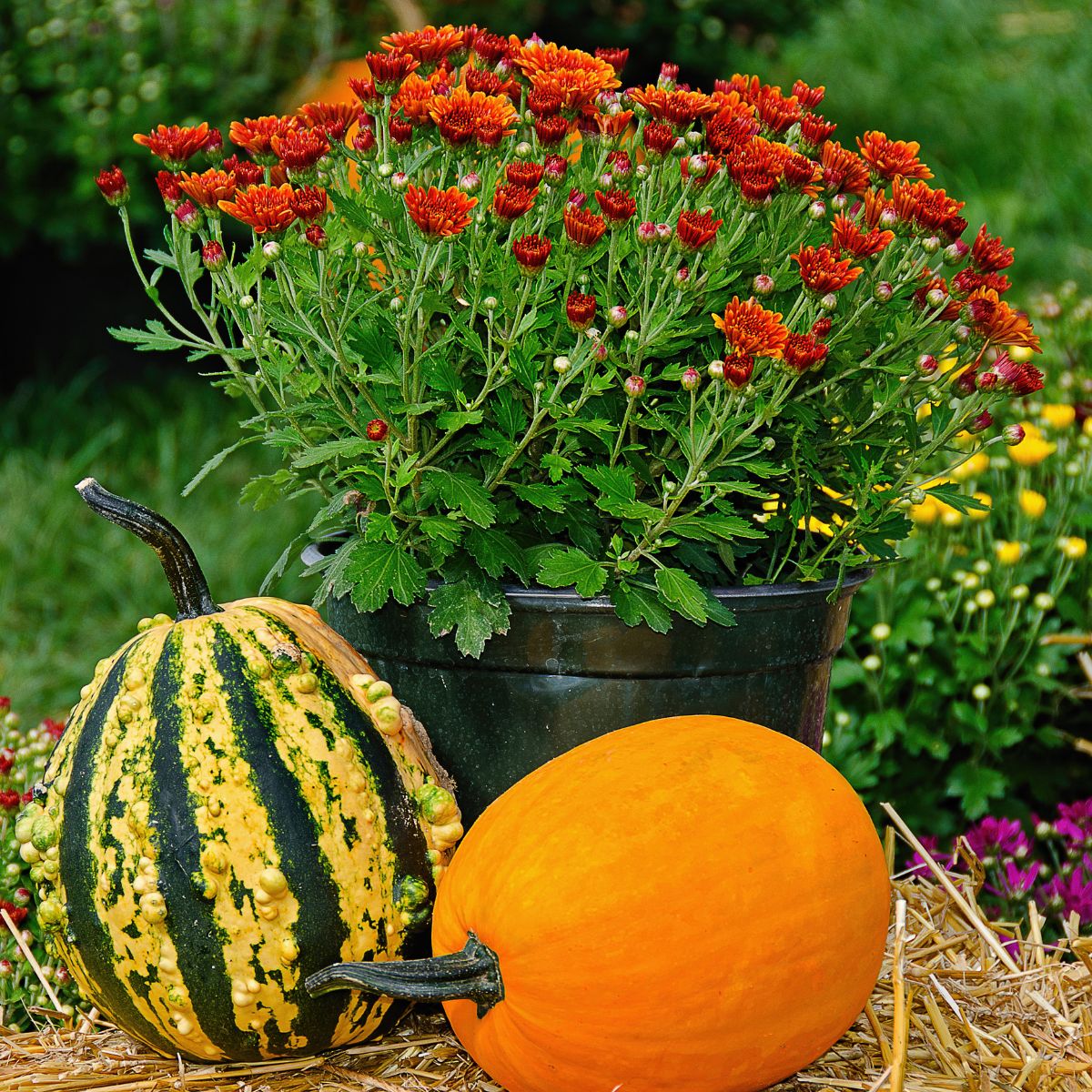 A potted mum plant with a couple of pumpkins in front of it
