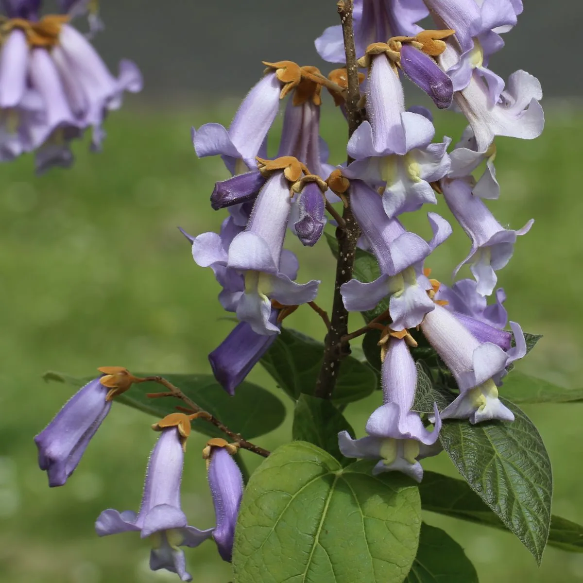 Lavender colored Princess tree flowers. 