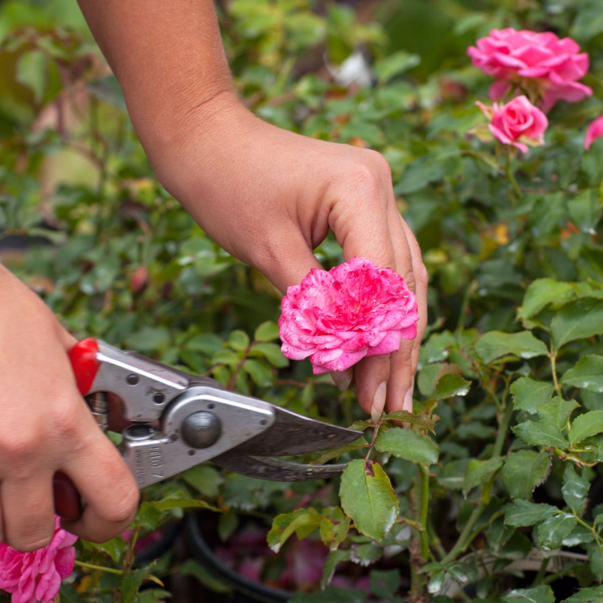 Woman pruning a drift rose bush.