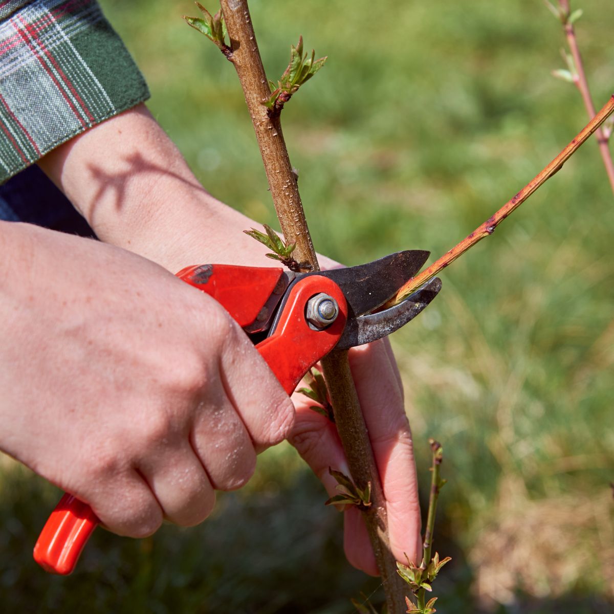 Pruning roses at a 45 degrees angle.