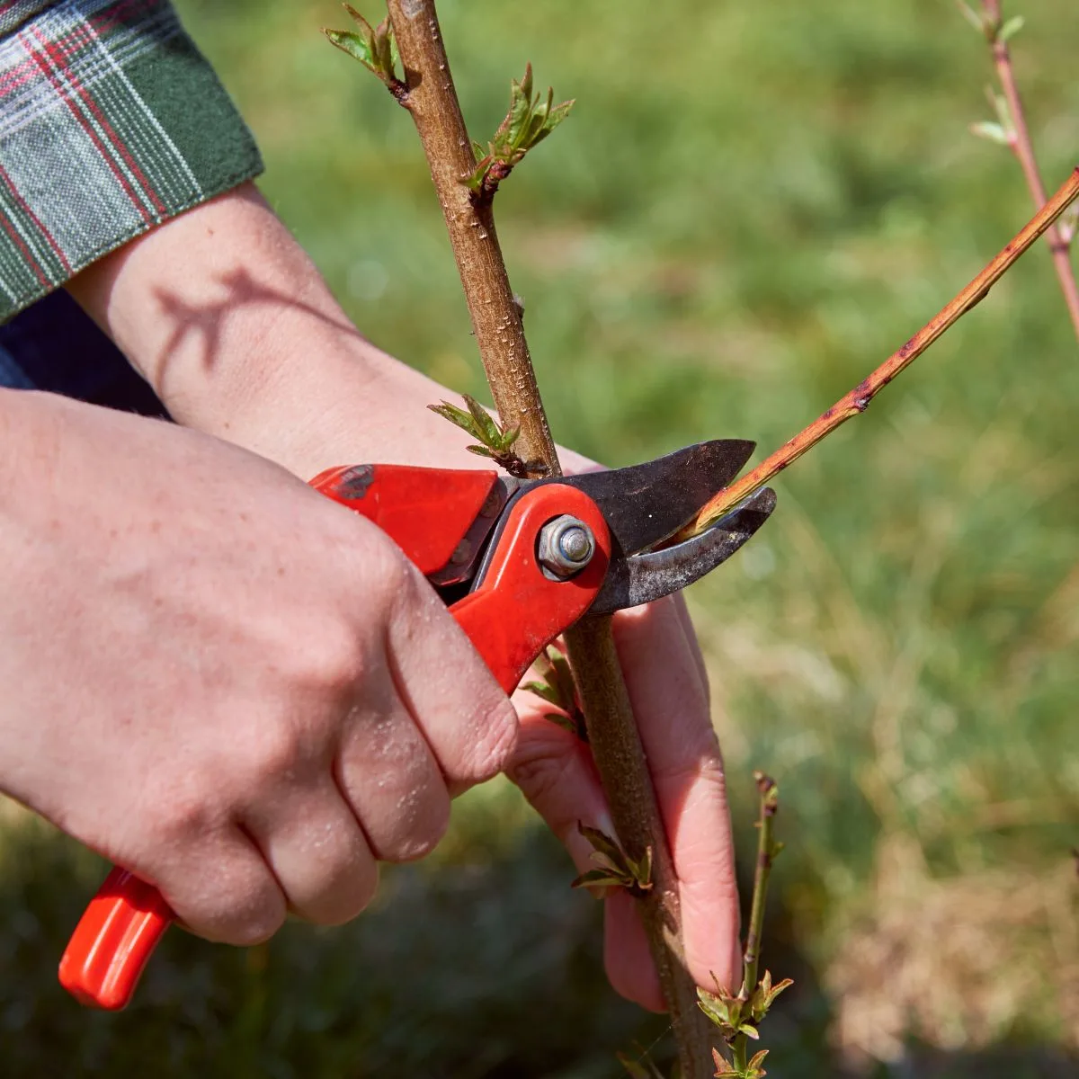 How To Prune Roses To Keep Them Blooming Beautifully