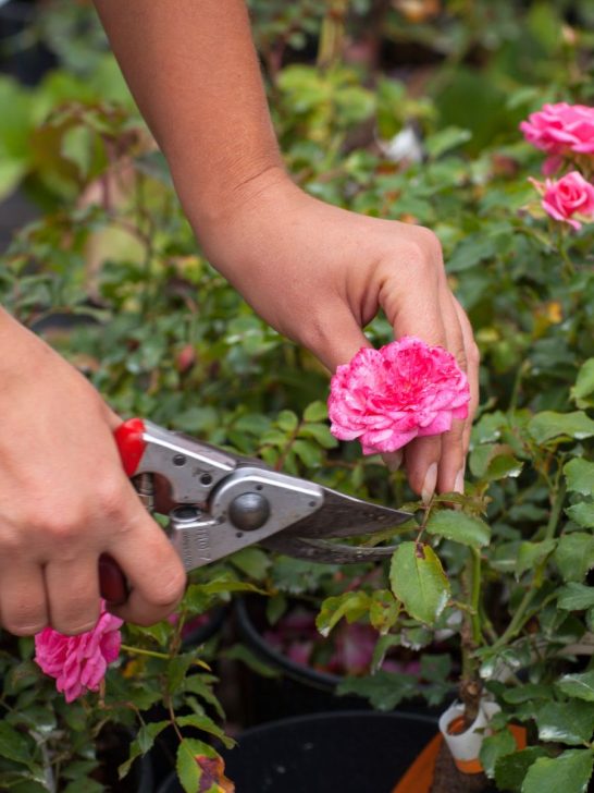 How To Prune Mums For Awesome Autumn Blooms