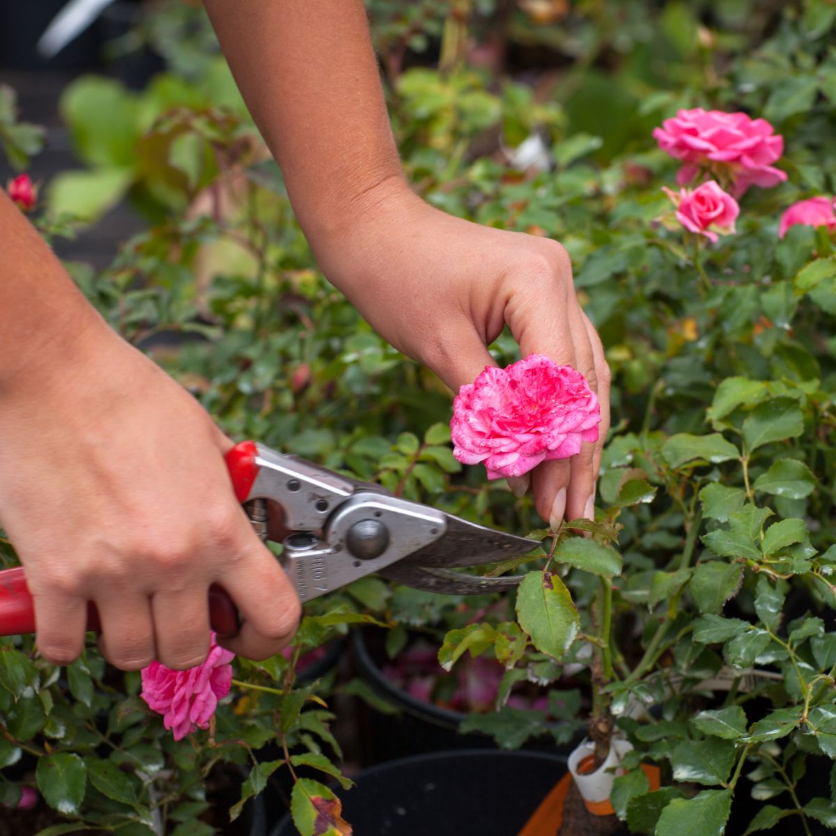 woman's hands pruning a pink rose bush.