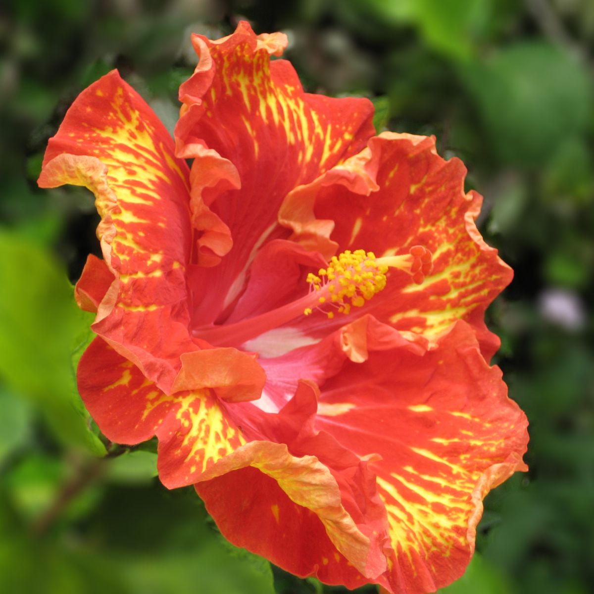 Beautiful red and yellow variegated flower.