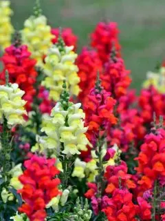 Red and yellow snapdragon flowers.