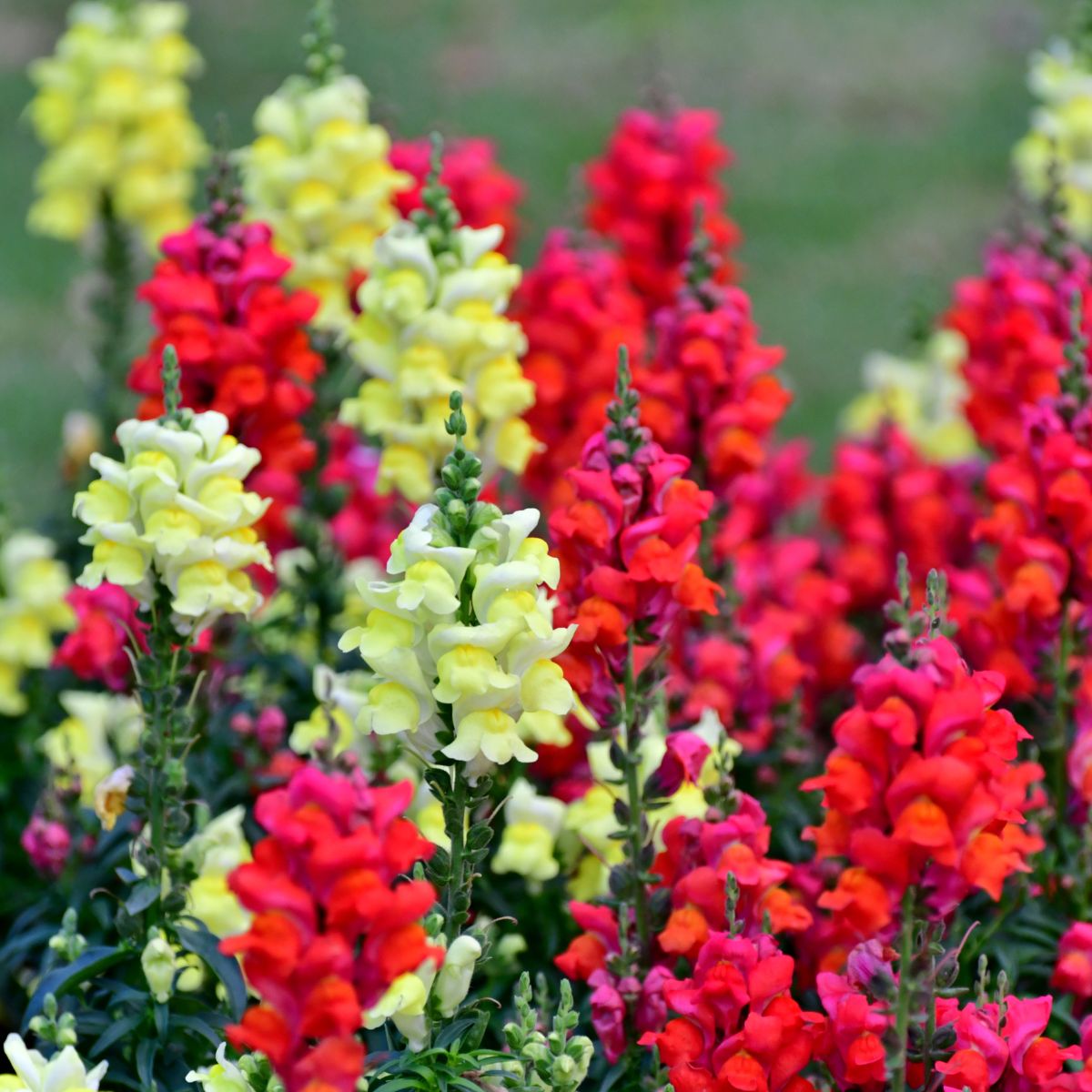 Red and yellow snapdragon flowers.