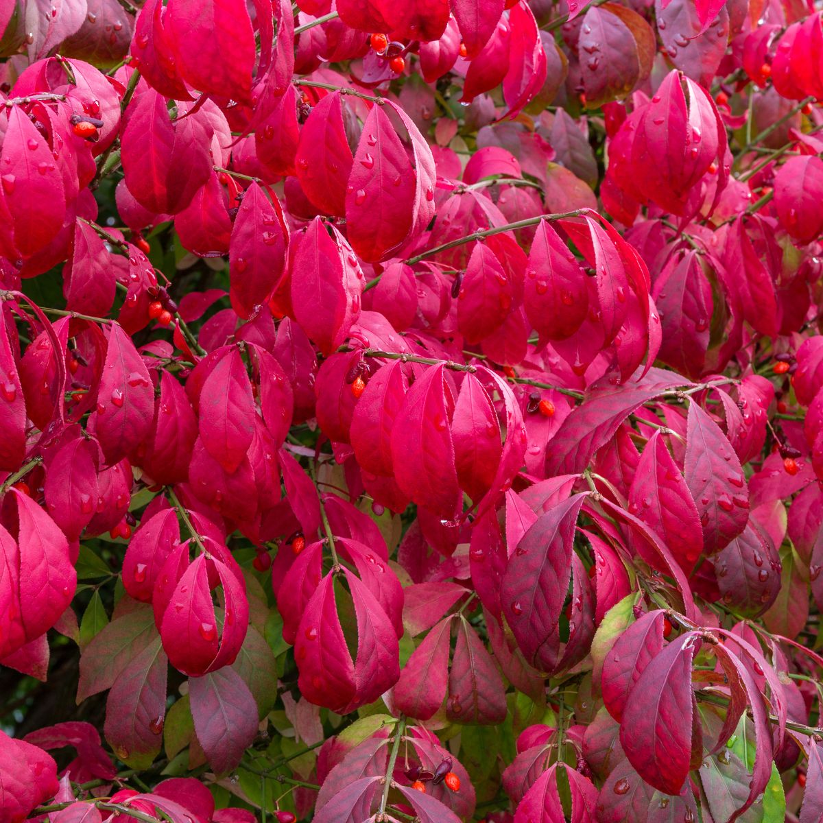 bright red burning bush leaves