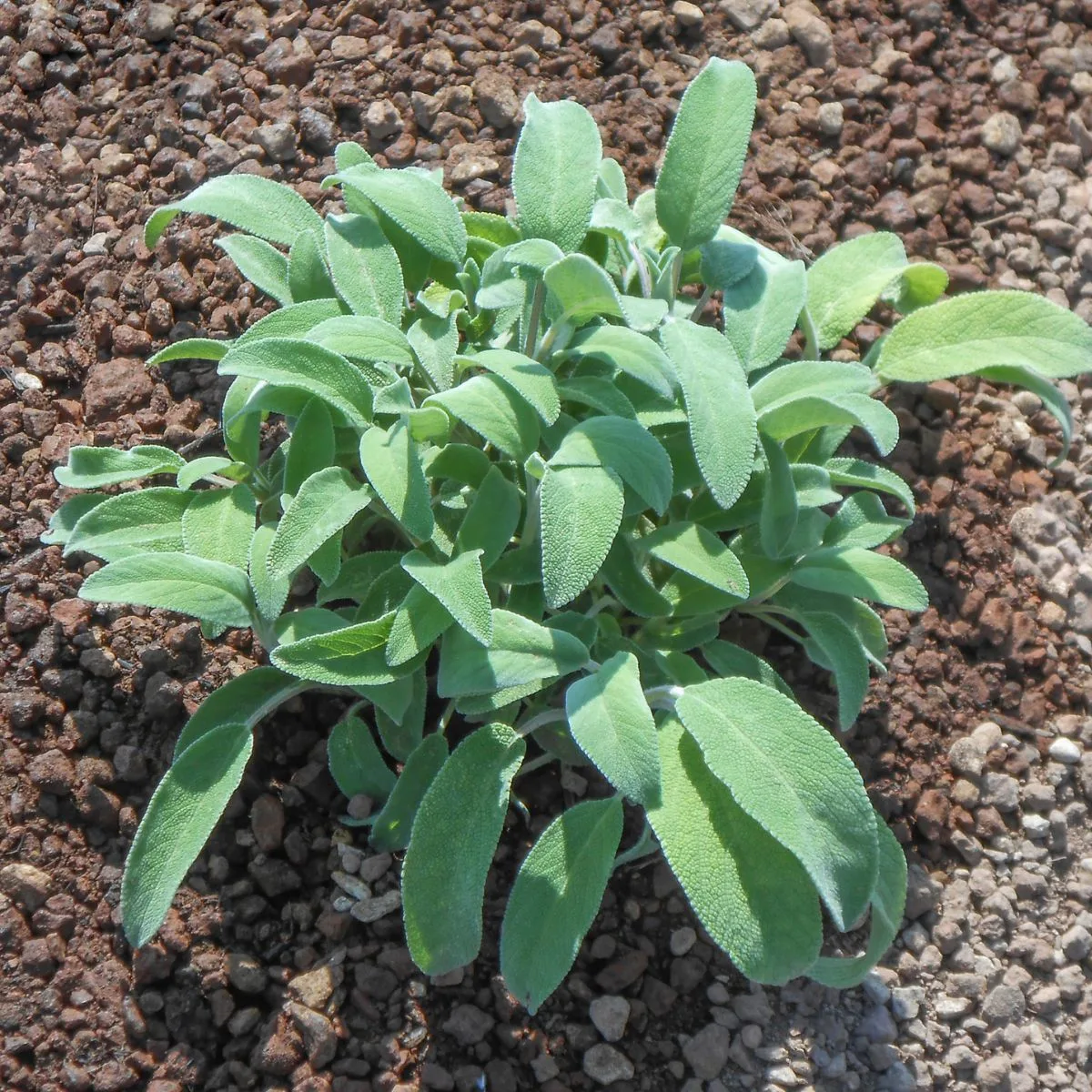 Beautiful sage plant in my garden.