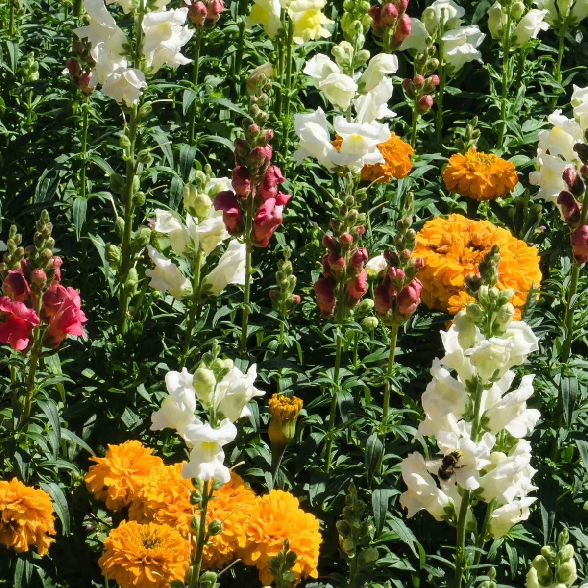Snapdragons and marigolds planted together.