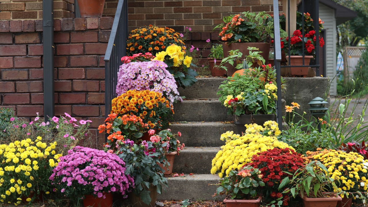 Way to the main entrance stair of the stylish house decorated by colorful potted flowers for autumn holidays season