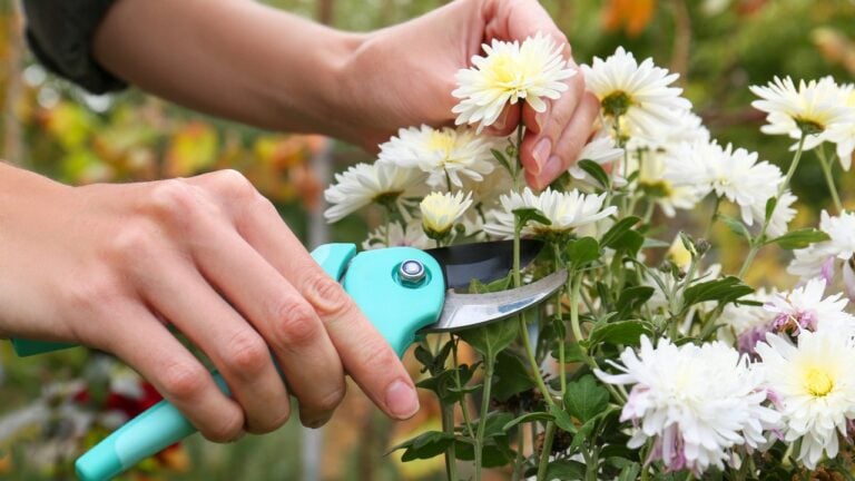 trimming-Chrysanthemum (1)