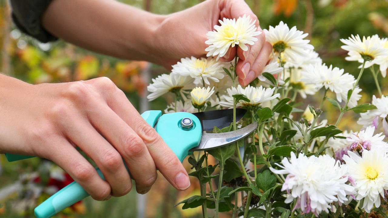 trimming-Chrysanthemum (1)