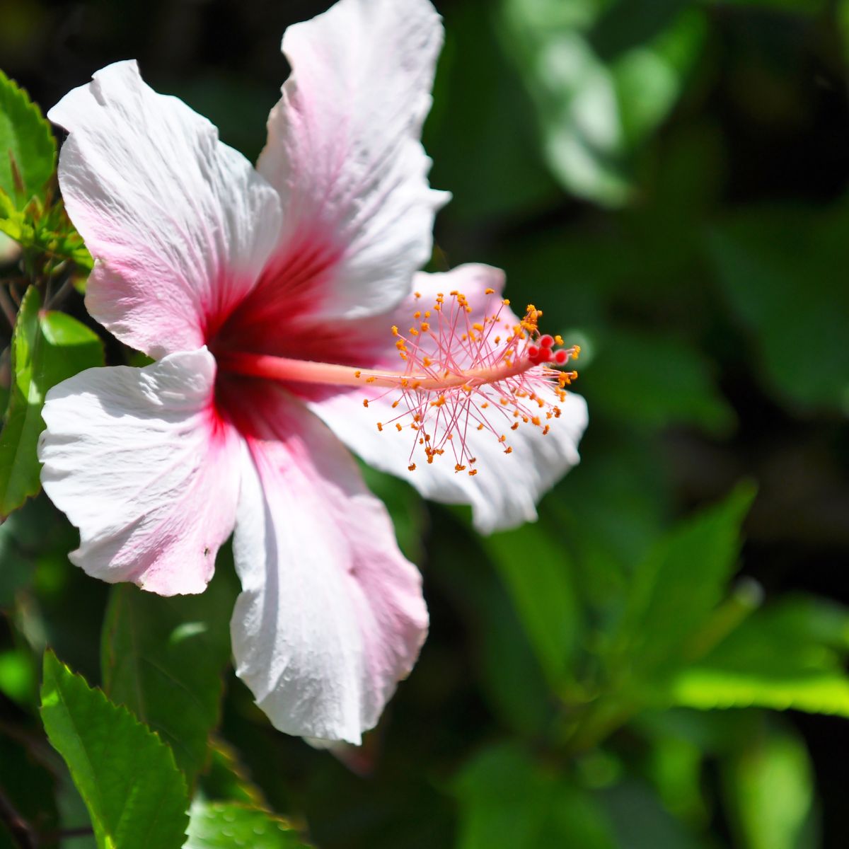 White hibiscus flower with light pink streaks.
