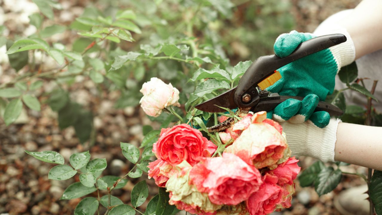 worker wearing gloves while pruning rose shrubs in garden, cutting off faded stems of dead pink flowers using pruning hedge shears or secateurs