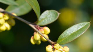 yellow Japanese barberry flowers