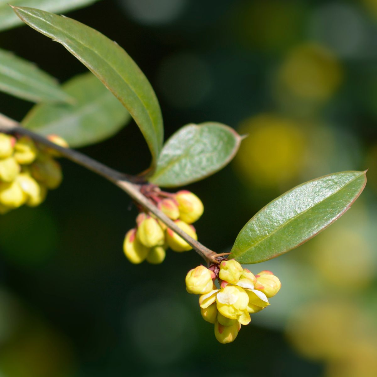 yellow Japanese barberry flowers