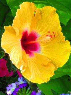 Yellow hibiscus flower with red center.