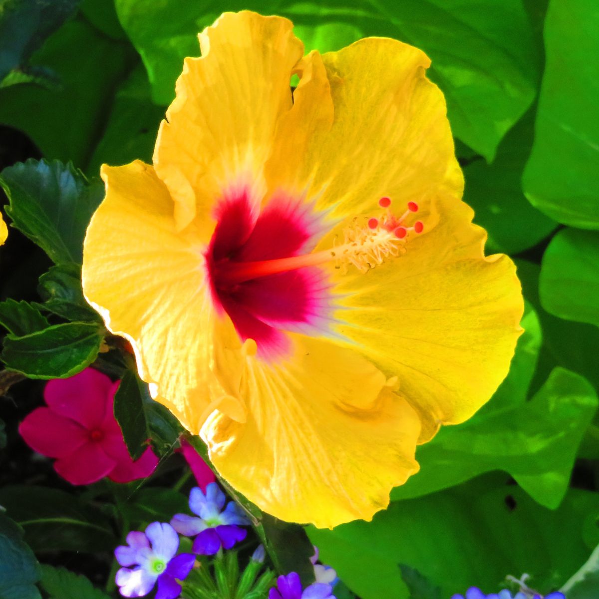 Yellow hibiscus flower with red center. 