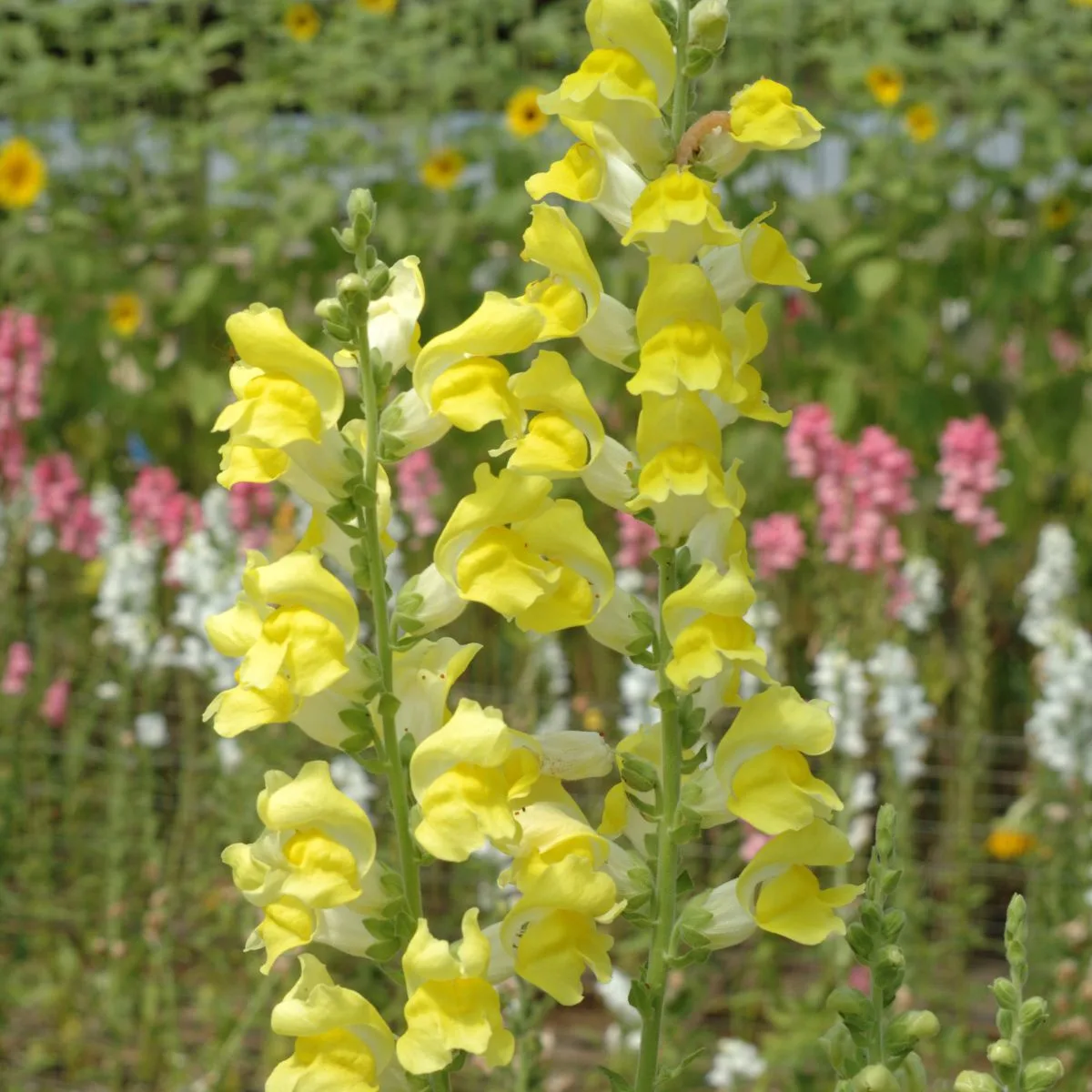 Yellow snapdragon flowers with some pink flowers in the background.